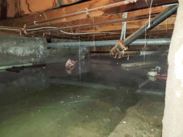 Best Professional water damage repair  in Ralls, TX